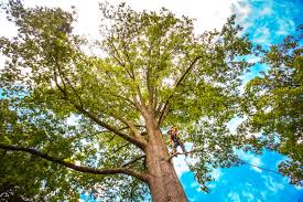 How Our Tree Care Process Works  in  Langdon, ND