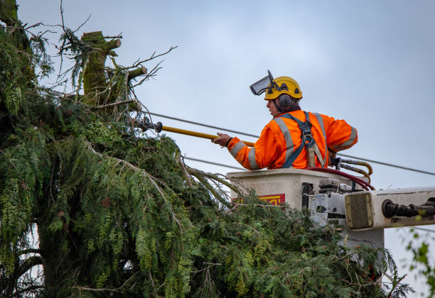 Langdon, ND Tree Services Company