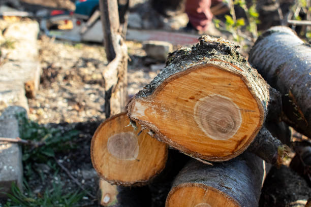 Tree and Shrub Care in Langdon, ND