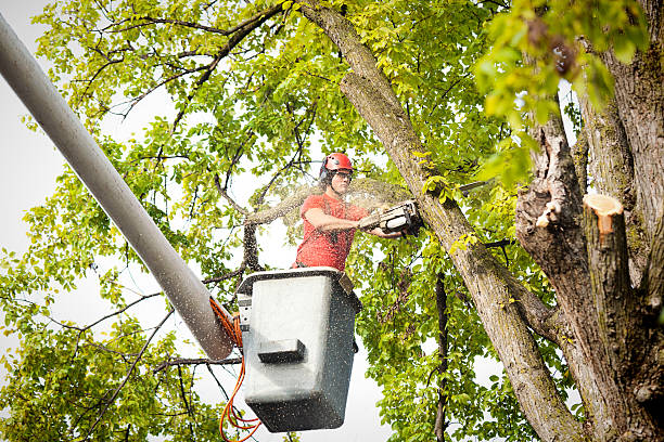 Best Tree Preservation Services  in Langdon, ND